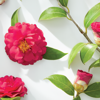 4 HAIR AND SKIN BENEFITS OF CAMELLIA OIL